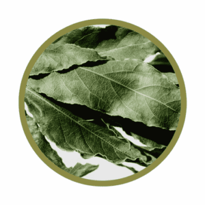 Feuilles de kinkéliba bio