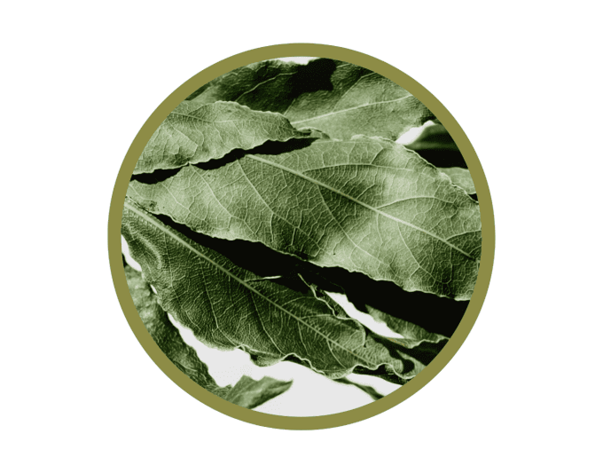 Feuilles de kinkéliba bio