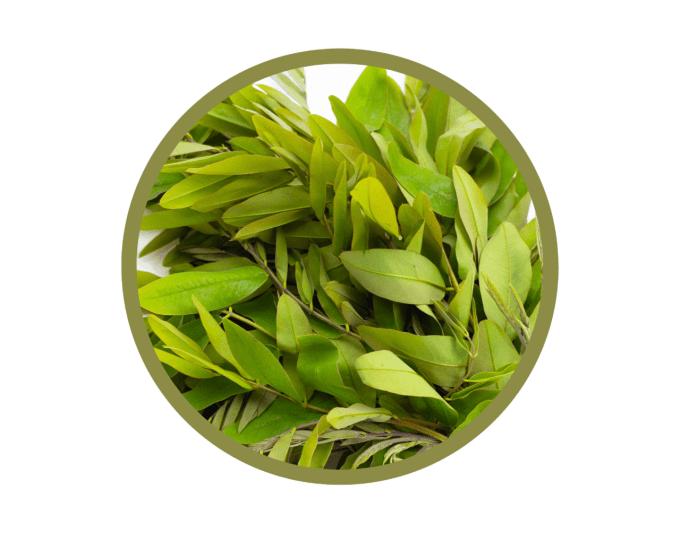 Feuilles de séné bio