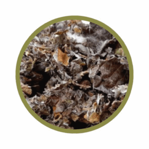 Feuilles entières de framboisier bio
