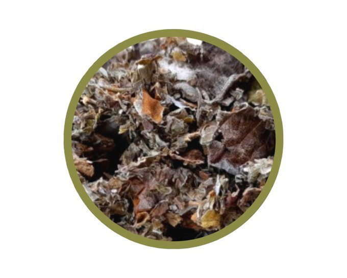 Feuilles entières de framboisier bio