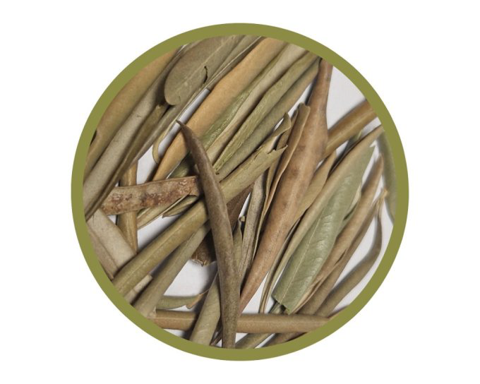 Feuilles entières d&rsquo;olivier