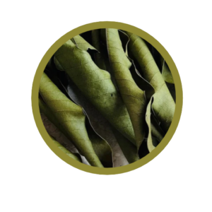 Feuille d'hysope  Africaine (Newbouldia laevis)