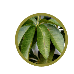 Feuilles de manguier  (Mangifera indica)