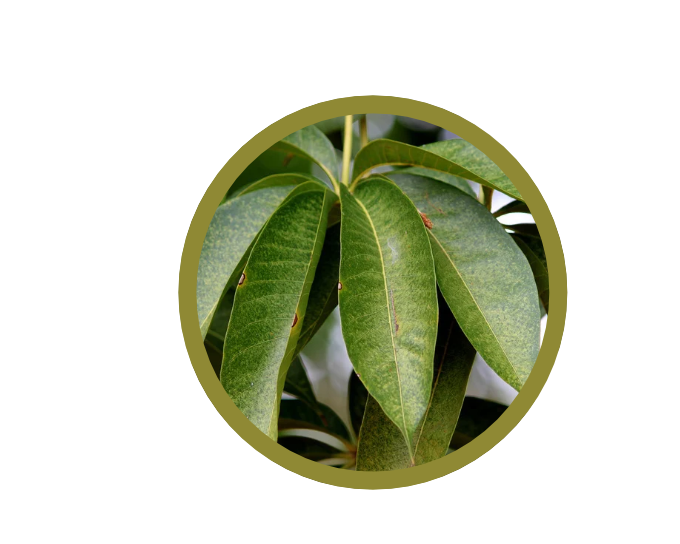 Feuilles de manguier (Mangifera indica)