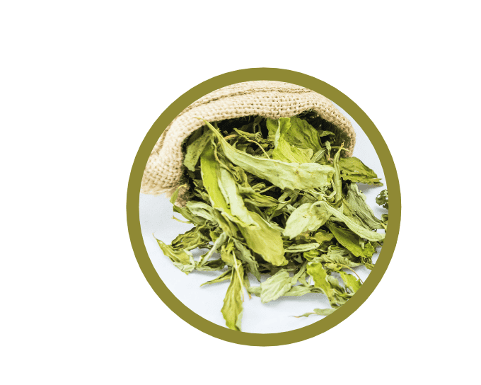 Feuille de stévia (Stevia rebaudiana)